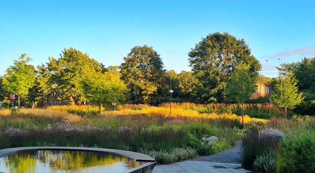 Träd i Perennparken